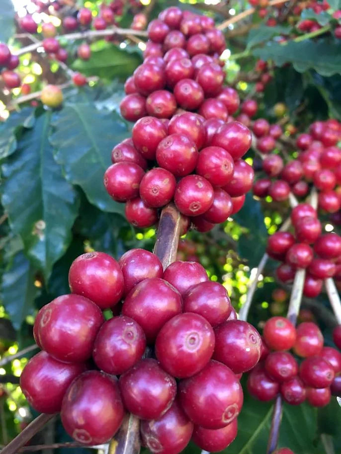 Cognito Coffee Roasters Catigua Costa Rica - 340g of Kapow!