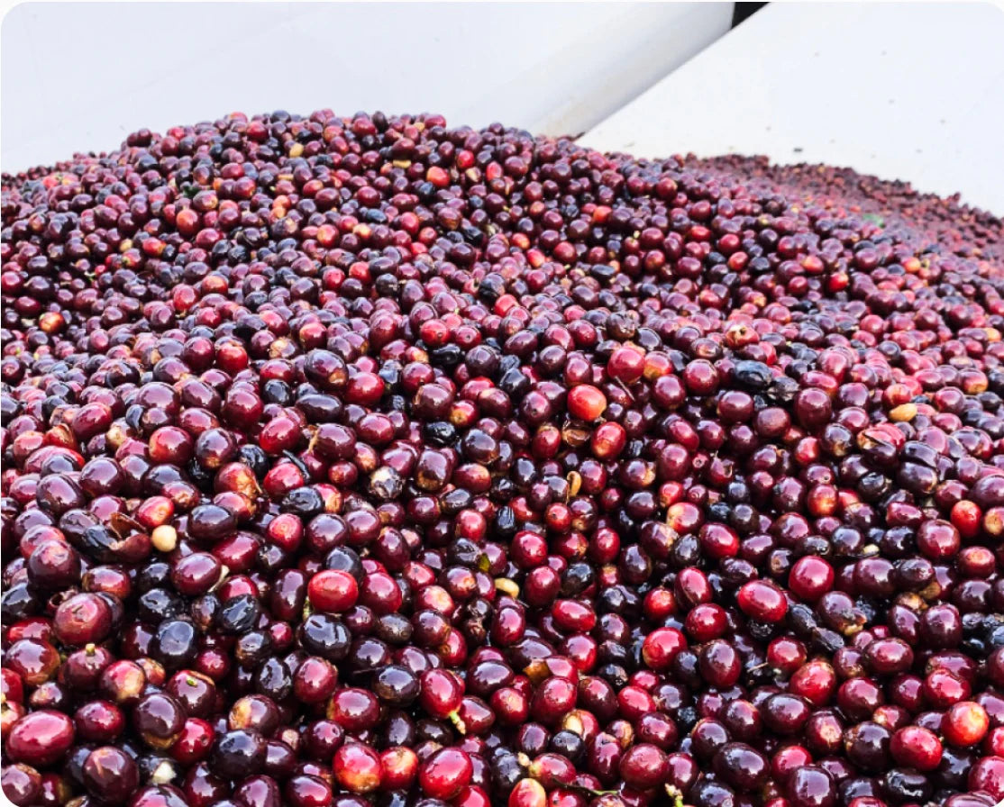 Cognito Coffee Roasters Ashtok Patre - 340g