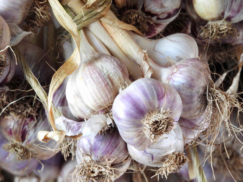 Card - Pink Garlic - Ute Baur Photography
