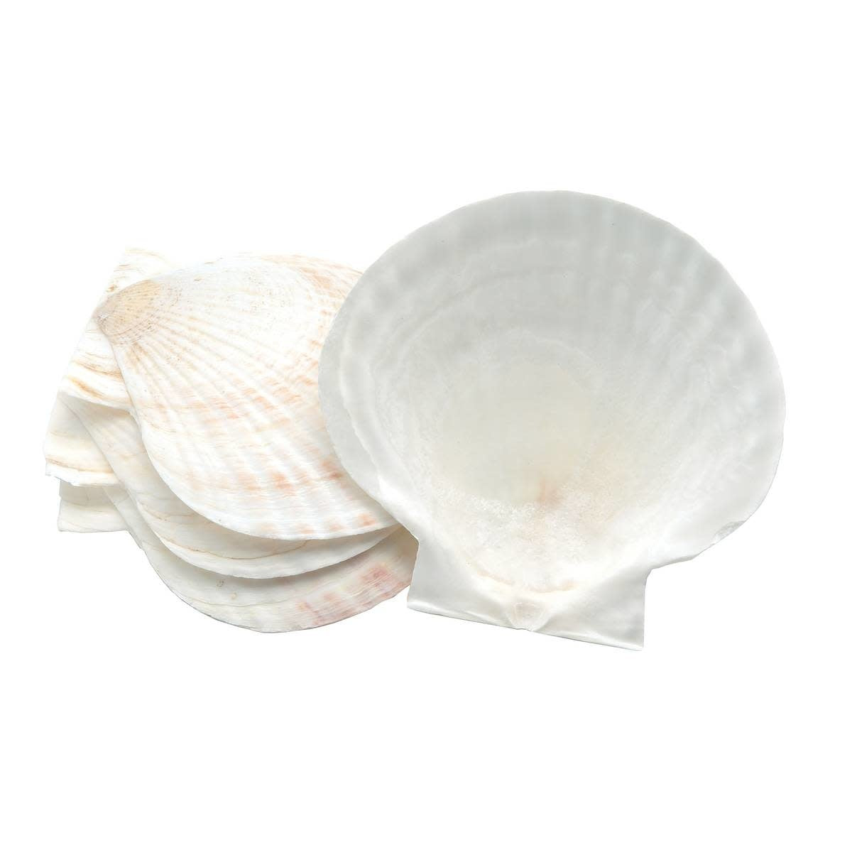 Natural Baking Shells, Set 4 - Coquille St Jacques